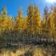Best Places to See Fall Leaves in Flagstaff, Arizona