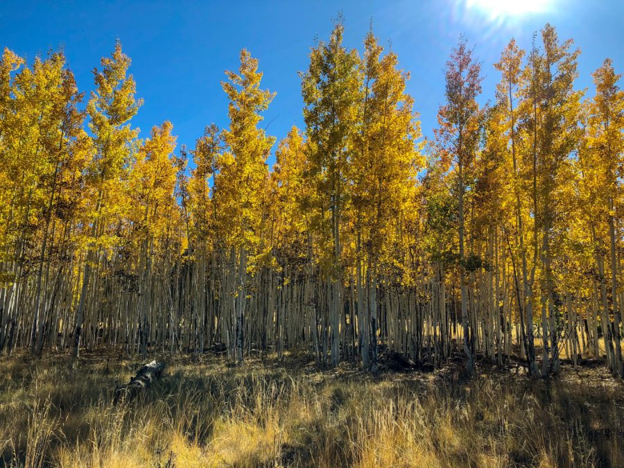 Forest Road 418 Aspens