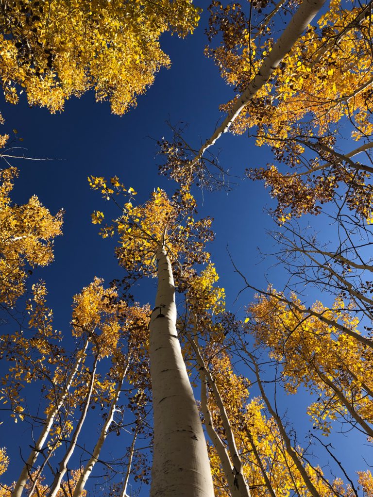 Aspen trees in Flagstaff